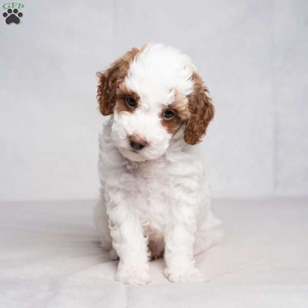 Graham, Cavapoo Puppy